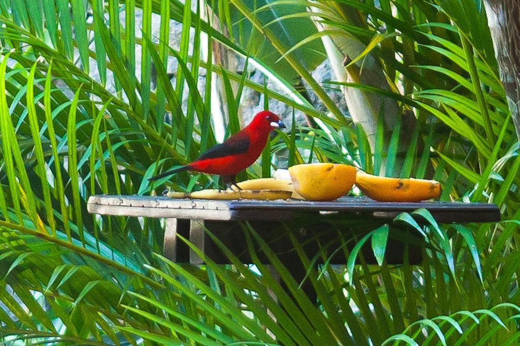 Pousada Manga Rosa Hotell Ilhabela Exteriör bild